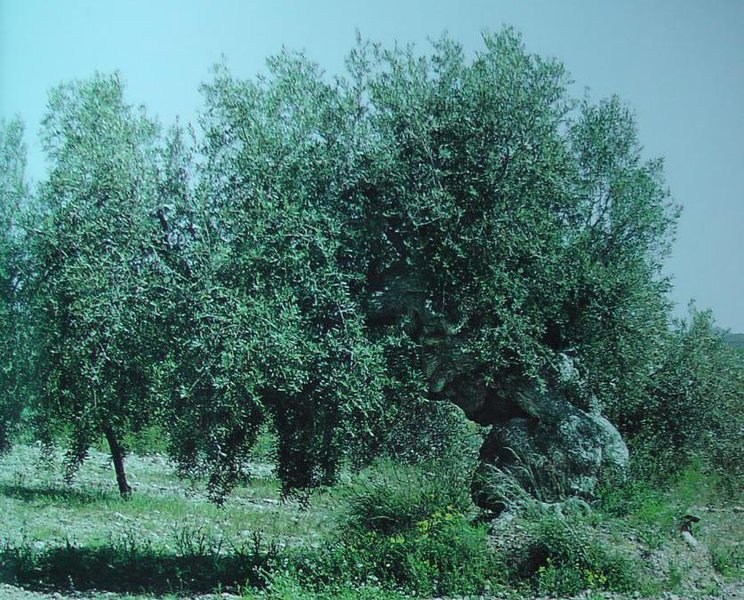 Olivo de Las Lomas de Zurgena